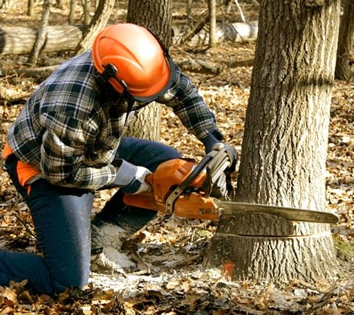 Tree Removal in Oak Ridge, PA